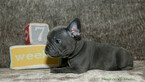 Small Photo #4 French Bulldog Puppy For Sale in EVERETT, WA, USA