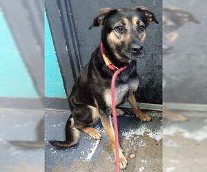 Mutt Dogs for adoption in Minneapolis, MN, USA