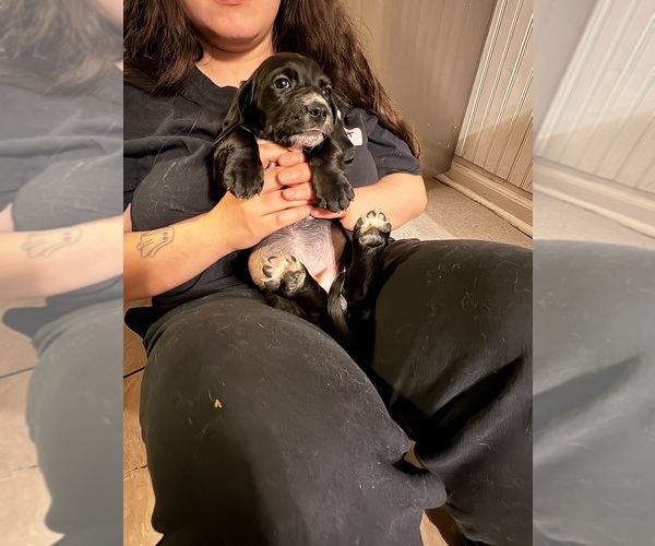 Medium Photo #8 Basset Hound-Great Dane Mix Puppy For Sale in KEANSBURG, NJ, USA