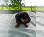 Small #2 Doberman Pinscher-German Shepherd Dog Mix