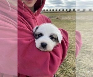Great Pyrenees Puppy for sale in HUBBARD, IA, USA