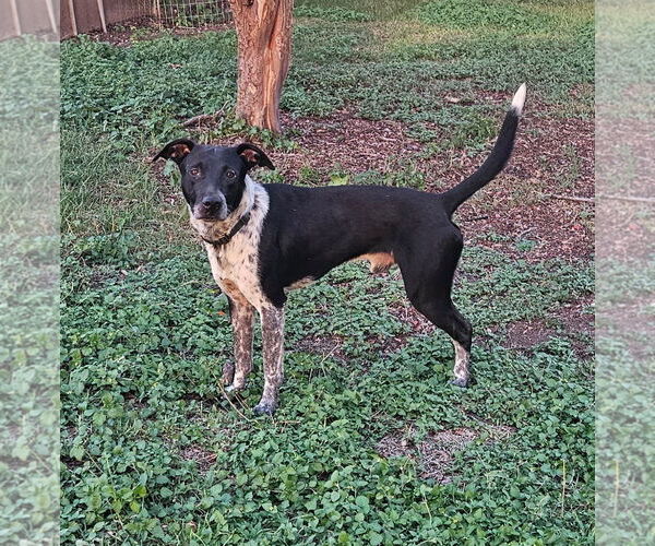 Medium Photo #1 Mutt Puppy For Sale in Aurora, CO, USA