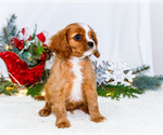 Small #7 Cavalier King Charles Spaniel