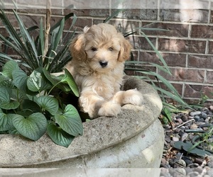 English Cream Golden Retriever-Poodle (Miniature) Mix Puppy for sale in BLUE SPRINGS, MO, USA