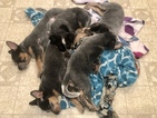 Small Photo #32 Australian Cattle Dog Puppy For Sale in PAHRUMP, NV, USA