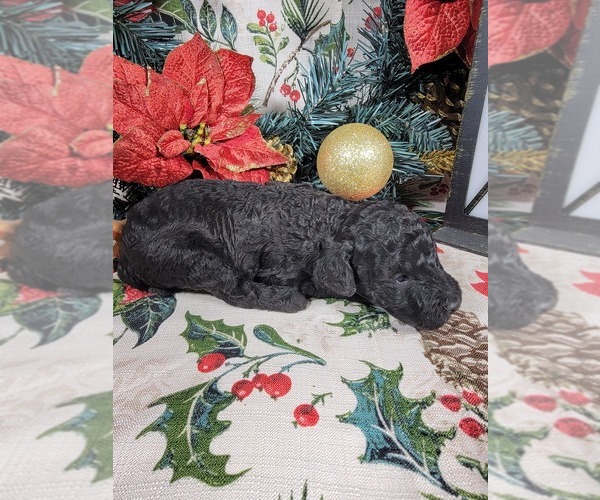 Medium Photo #3 Poodle (Toy) Puppy For Sale in BLACK FOREST, CO, USA