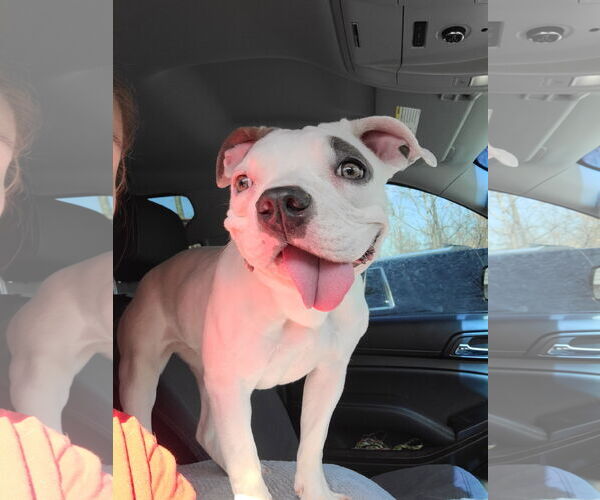 Medium Photo #1 Mutt Puppy For Sale in Columbus, IN, USA