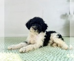 Wednesday - Female Bernedoodle (Miniature) Puppy for Sale - Photo #5