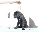 Small #5 Cane Corso