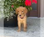 Small Photo #12 Golden Retriever Puppy For Sale in WOLCOTT, IN, USA