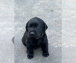 Small #13 Labrador Retriever