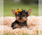 Small Photo #37 Yorkshire Terrier Puppy For Sale in WARSAW, IN, USA