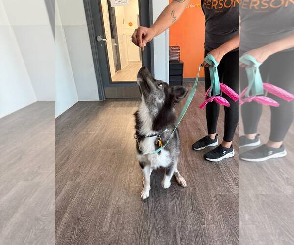 Medium Photo #4 Siberian Husky Puppy For Sale in Carrollton, TX, USA