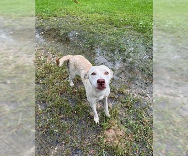Medium Photo #1 Labrador Retriever-Unknown Mix Puppy For Sale in Conroe, TX, USA