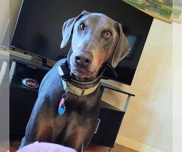 Medium Photo #9 Doberman Pinscher Puppy For Sale in Buffalo, MN, USA