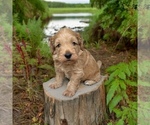 Puppy Charlie Goldendoodle (Miniature)