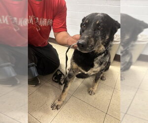 Mutt Dogs for adoption in Stockton, CA, USA