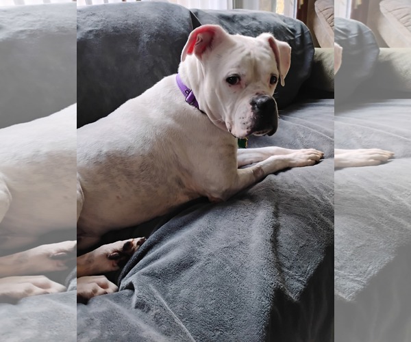 Medium Photo #1 Boxer Puppy For Sale in Burnsville, MN, USA