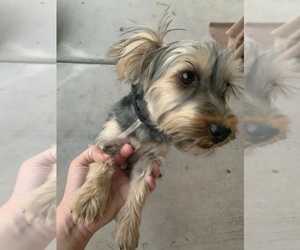 Yorkshire Terrier Puppy for sale in TSN, AZ, USA