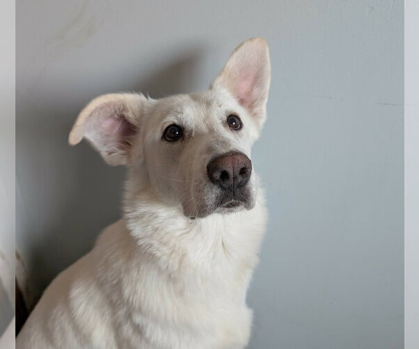 Medium Photo #5 Labsky Puppy For Sale in Plainfield, IL, USA