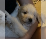 Small #45 Goldendoodle