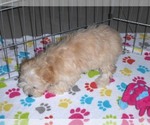 Small Photo #11 Havanese-Poodle (Toy) Mix Puppy For Sale in ORO VALLEY, AZ, USA
