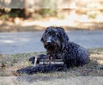 Small Photo #2 Labradoodle Puppy For Sale in McKinney, TX, USA
