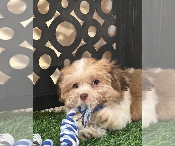 Medium Photo #1 Havanese Puppy For Sale in MOUNT VERNON, OH, USA