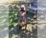 Small #1 Doberman Pinscher