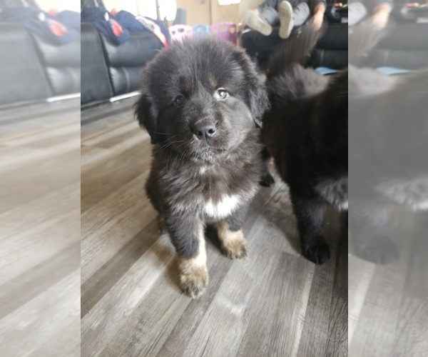 Medium Photo #1 Tibetan Mastiff Puppy For Sale in NORTH ENGLISH, IA, USA