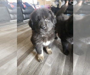 Tibetan Mastiff Puppy for sale in NORTH ENGLISH, IA, USA