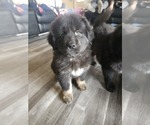 Small Photo #1 Tibetan Mastiff Puppy For Sale in NORTH ENGLISH, IA, USA