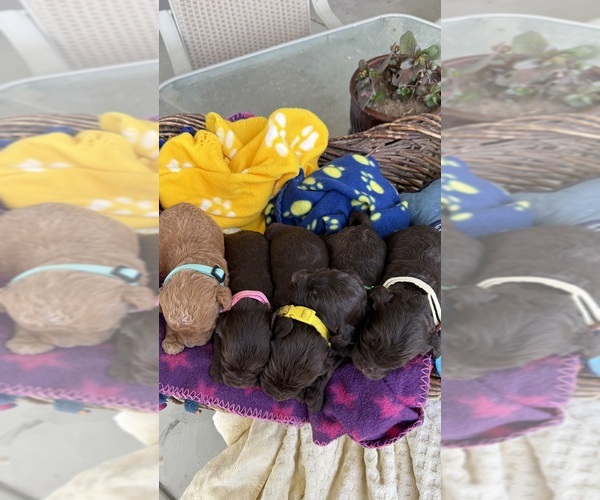 Medium Photo #2 Labradoodle Puppy For Sale in FRESNO, CA, USA