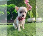 Chihuahuas - Female Chihuahua Puppy for Sale - Small photo
