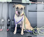 Small #3 Pug Mix
