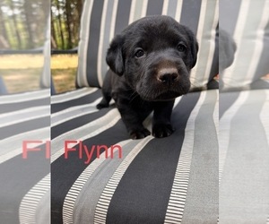 Labrador Retriever Puppy for sale in BEAVERCREEK, OR, USA