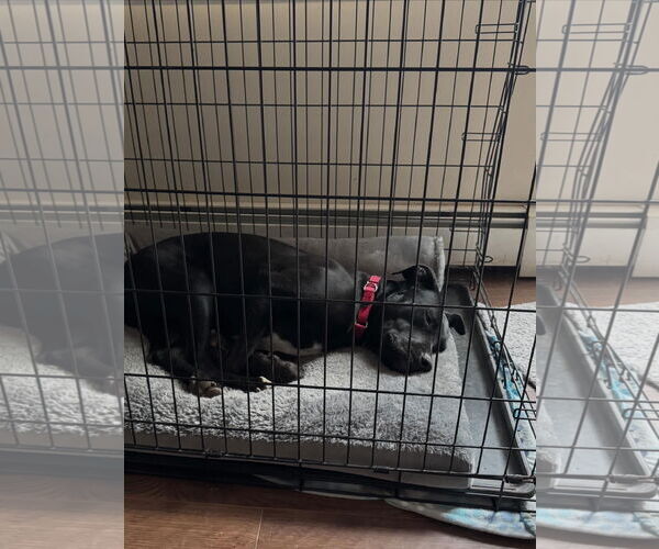 Medium Photo #6 Labrador Retriever-Unknown Mix Puppy For Sale in Doylestown, PA, USA