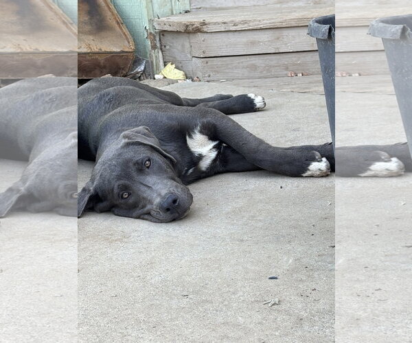 Medium Photo #2 Labrenees Puppy For Sale in Milpitas, CA, USA