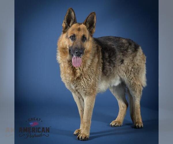 Medium Photo #2 German Shepherd Dog Puppy For Sale in Corona, CA, USA