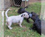 Small #1 Basset Hound Mix