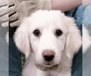 Great Pyrenees Dogs for adoption in Hamilton, MT, USA