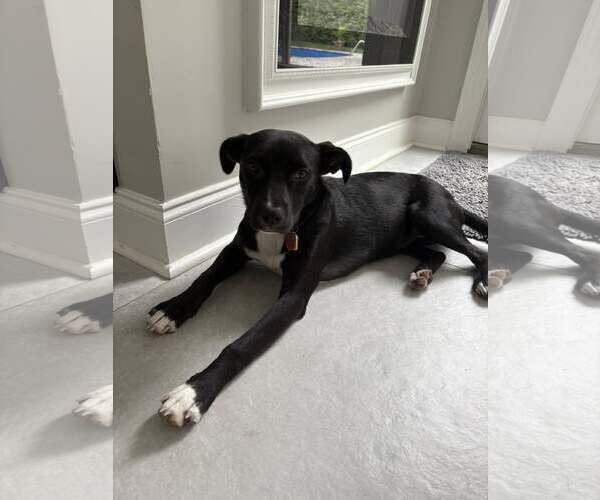 Medium Photo #15 Labrador Retriever-Unknown Mix Puppy For Sale in Oakhurst, NJ, USA
