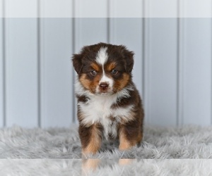 Miniature Australian Shepherd Puppy for sale in MILLERSBURG, OH, USA