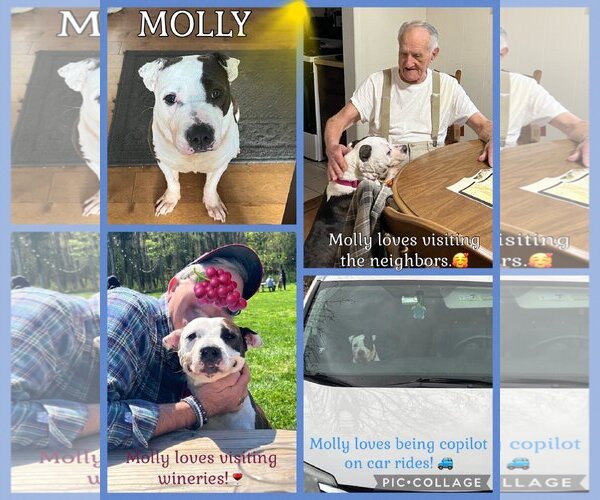 Medium Photo #7 American Pit Bull Terrier-Unknown Mix Puppy For Sale in Spotsylvania, VA, USA