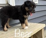 Puppy Bear Miniature Australian Shepherd