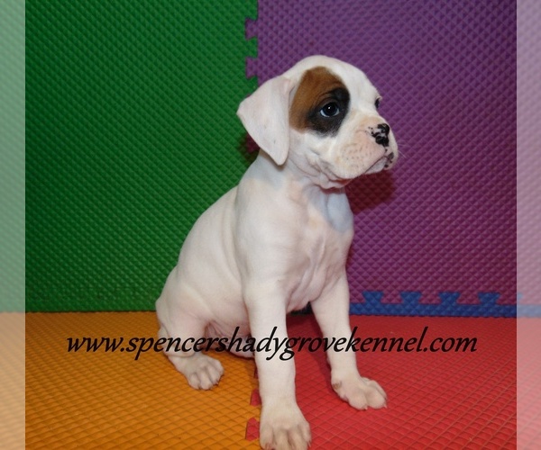 Medium Photo #11 Boxer Puppy For Sale in CABOOL, MO, USA