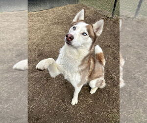 Siberian Husky Dogs for adoption in Evansville, IN, USA