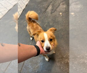 Australian Shepherd-Unknown Mix Dogs for adoption in Grafton, WI, USA