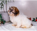 Small Photo #41 Shih Tzu Puppy For Sale in WAKARUSA, IN, USA