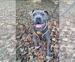 Small #1 American Pit Bull Terrier Mix